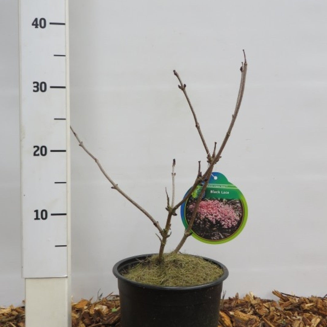 Sambucus nigra Black Lace