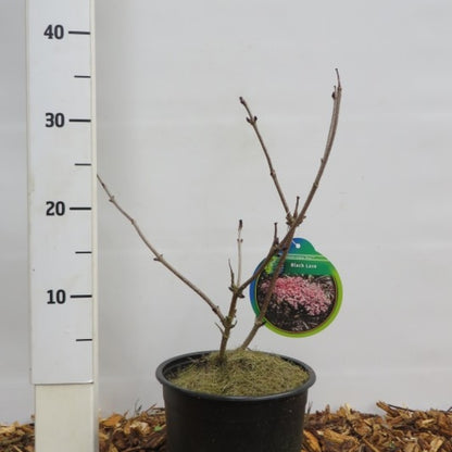 Sambucus nigra Black Lace
