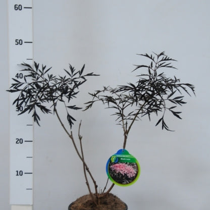 Sambucus nigra Black Lace