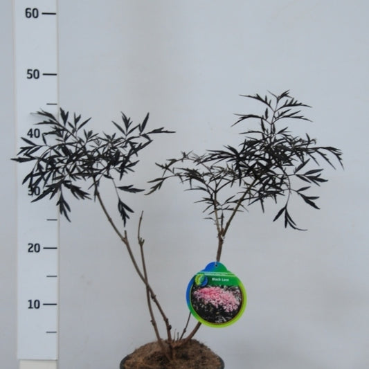 Sambucus nigra Black Lace