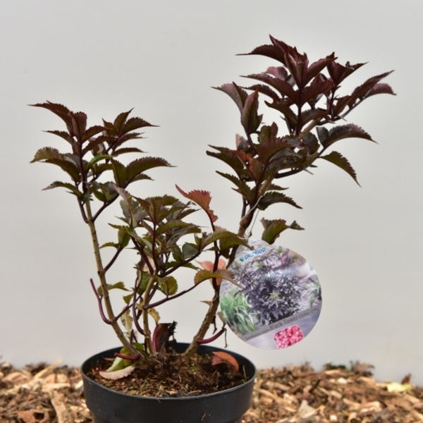 Sambucus nigra Black Tower