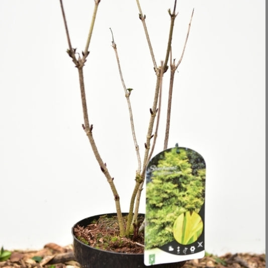 Sambucus nigra Golden Tower