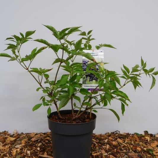 Sambucus nigra 'Haidegg'