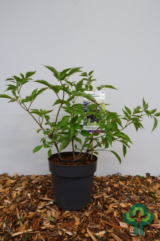 Sambucus nigra 'Haidegg'
