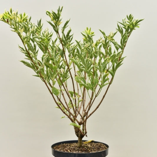 Sambucus nigra 'Madonna'