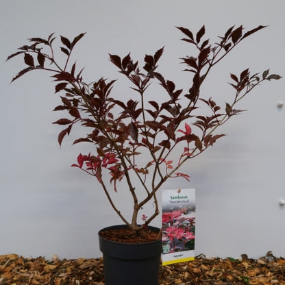 Sambucus nigra 'Thundercloud'
