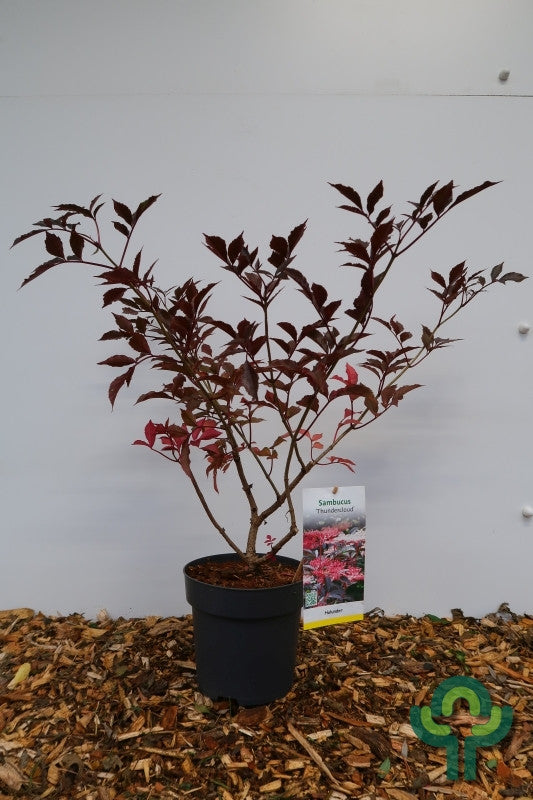 Sambucus nigra 'Thundercloud'
