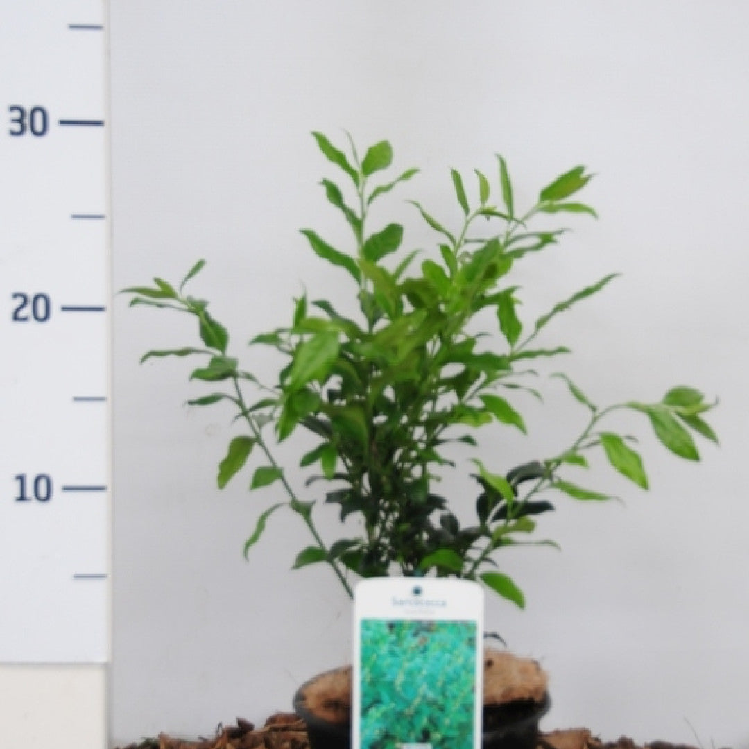 Sarcococca ruscifolia