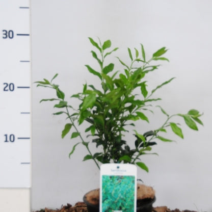 Sarcococca ruscifolia