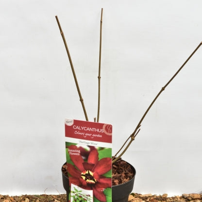 Sinocalycanthus raulstonii 'Hartlage Wine'