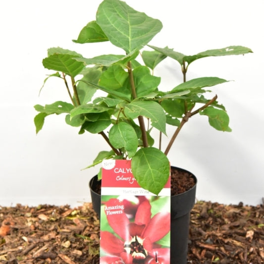 Sinocalycanthus raulstonii 'Hartlage Wine'