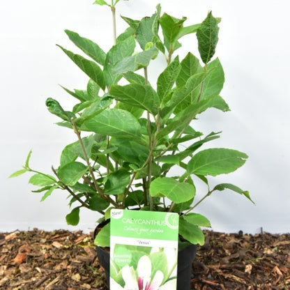 Sinocalycanthus chinensis 'Venus'
