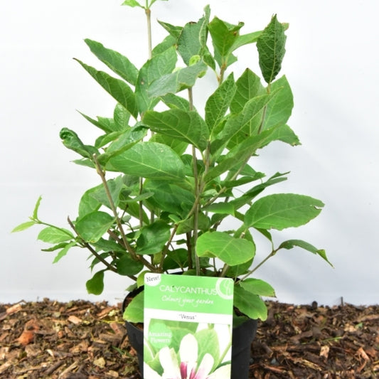 Sinocalycanthus chinensis 'Venus'