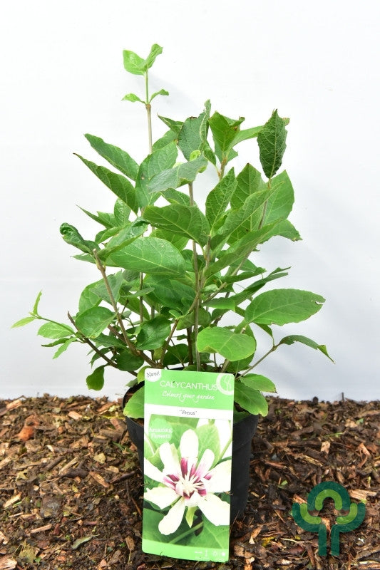 Sinocalycanthus chinensis 'Venus'