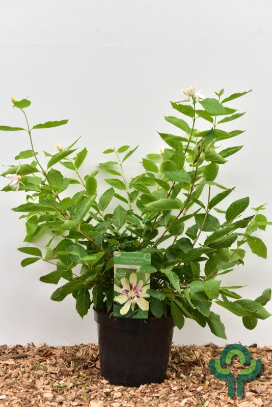 Sinocalycanthus chinensis 'Venus'