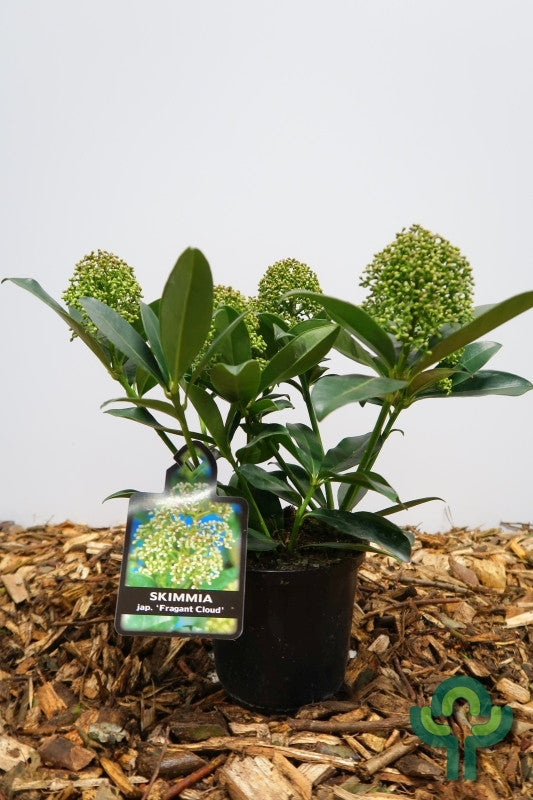 Skimmia japonica 'Fragrant Cloud'