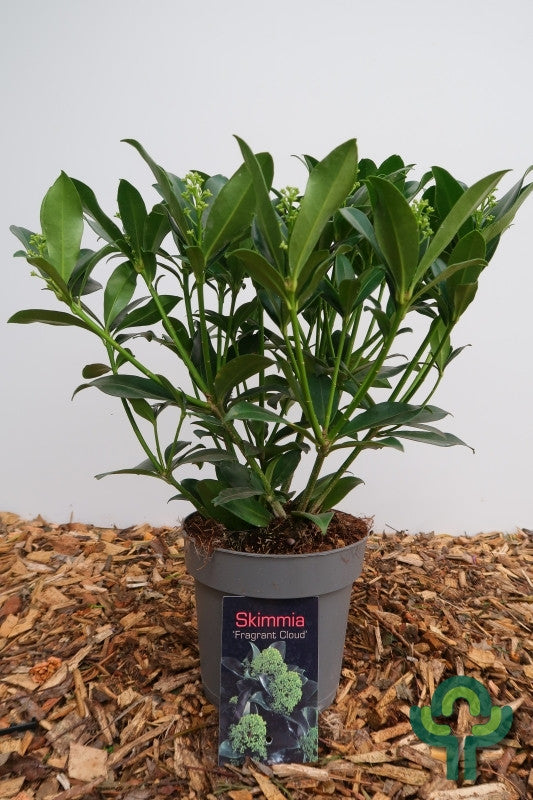 Skimmia japonica 'Fragrant Cloud'