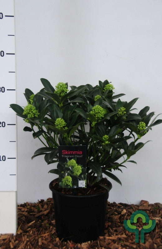 Skimmia japonica 'Fragrant Cloud'