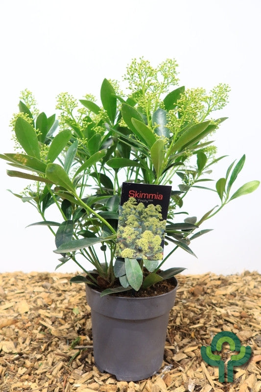Skimmia japonica 'Finchy'