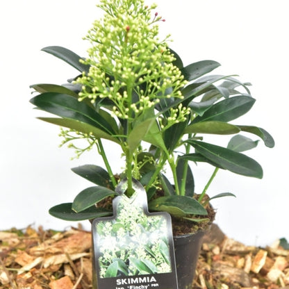 Skimmia japonica 'Finchy'