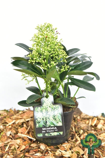 Skimmia japonica 'Finchy'