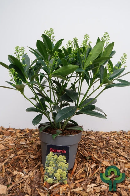 Skimmia japonica 'Finchy'