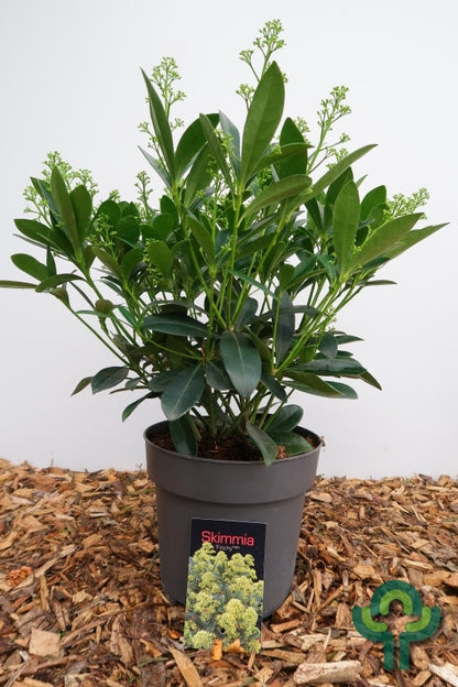 Skimmia japonica 'Finchy'