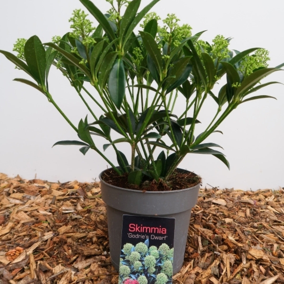 Skimmia japonica 'Godrie's Dwarf'