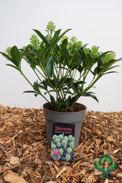 Skimmia japonica 'Godrie's Dwarf'