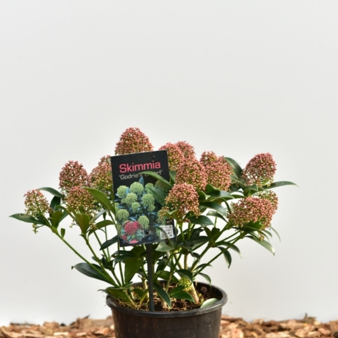 Skimmia japonica 'Godrie's Dwarf'