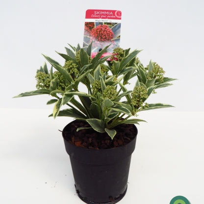 Skimmia japonica 'Magic Marlot'