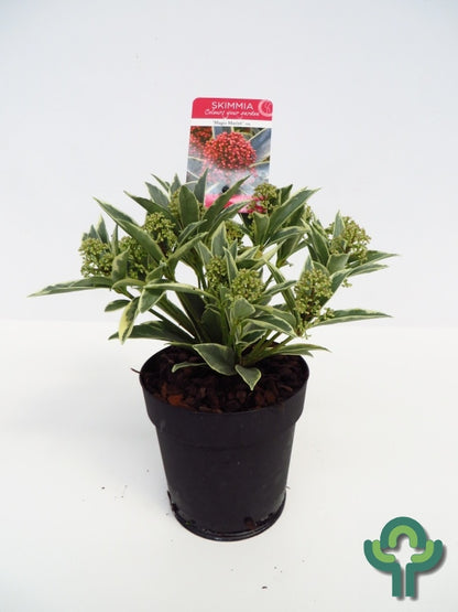 Skimmia japonica 'Magic Marlot'