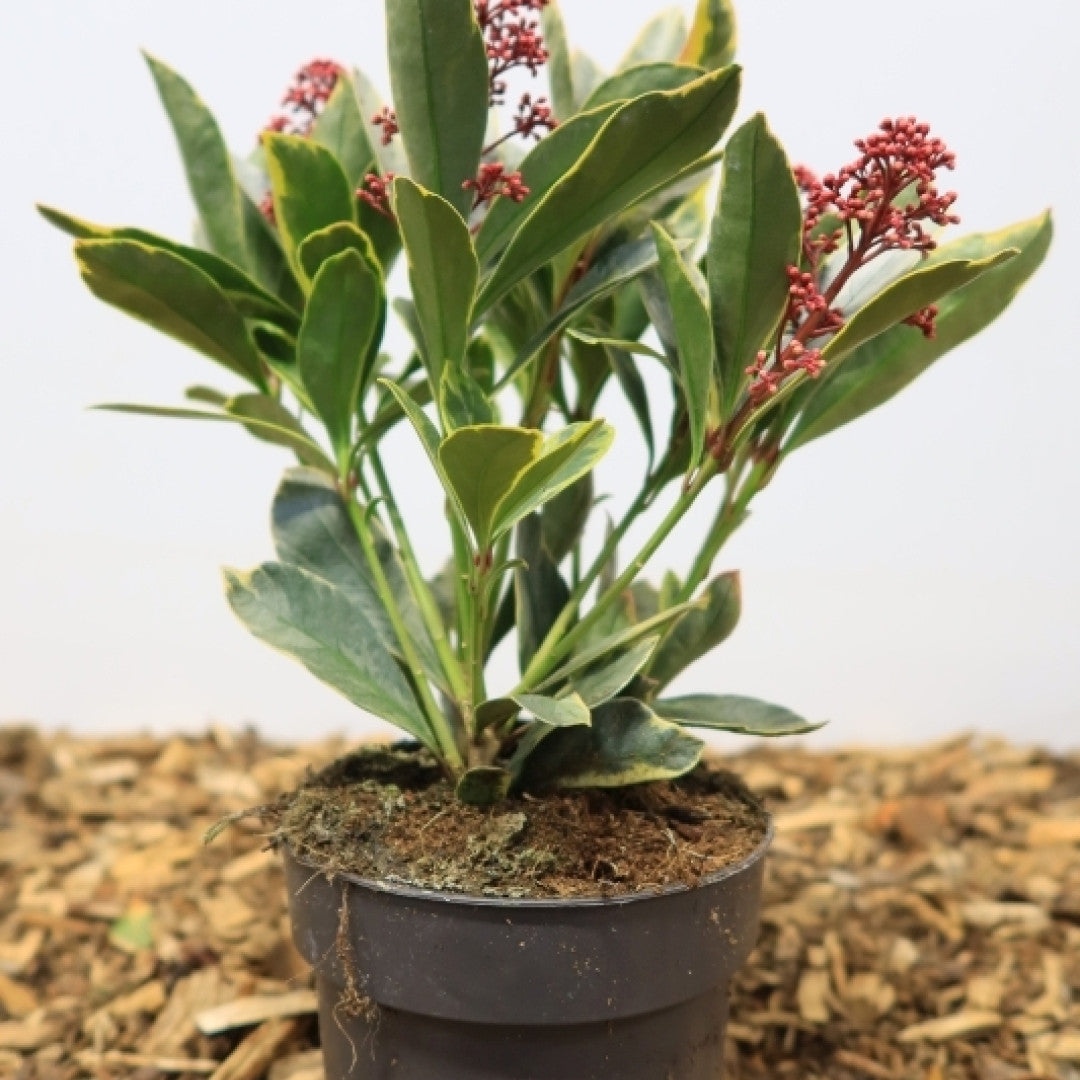 Skimmia japonica 'Perosa'