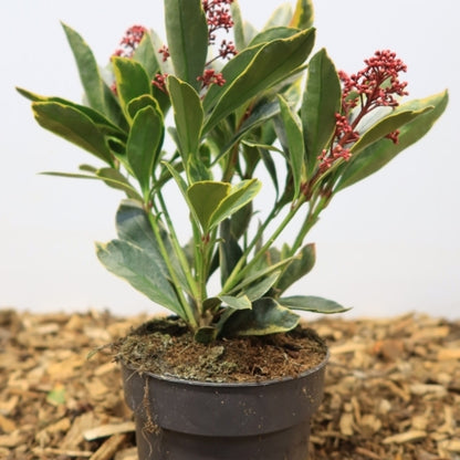 Skimmia japonica 'Perosa'