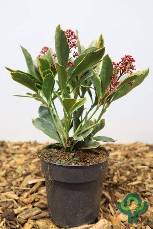 Skimmia japonica 'Perosa'