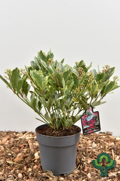 Skimmia japonica 'Perosa'