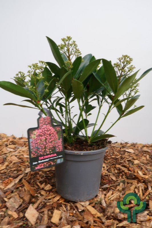Skimmia japonica 'Rubesta'