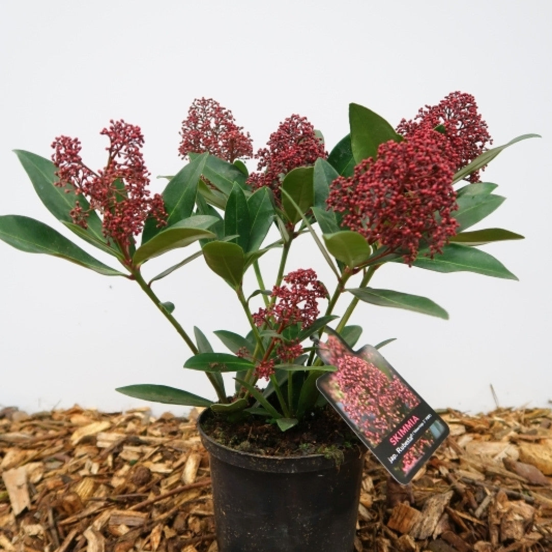 Skimmia japonica 'Rubesta'