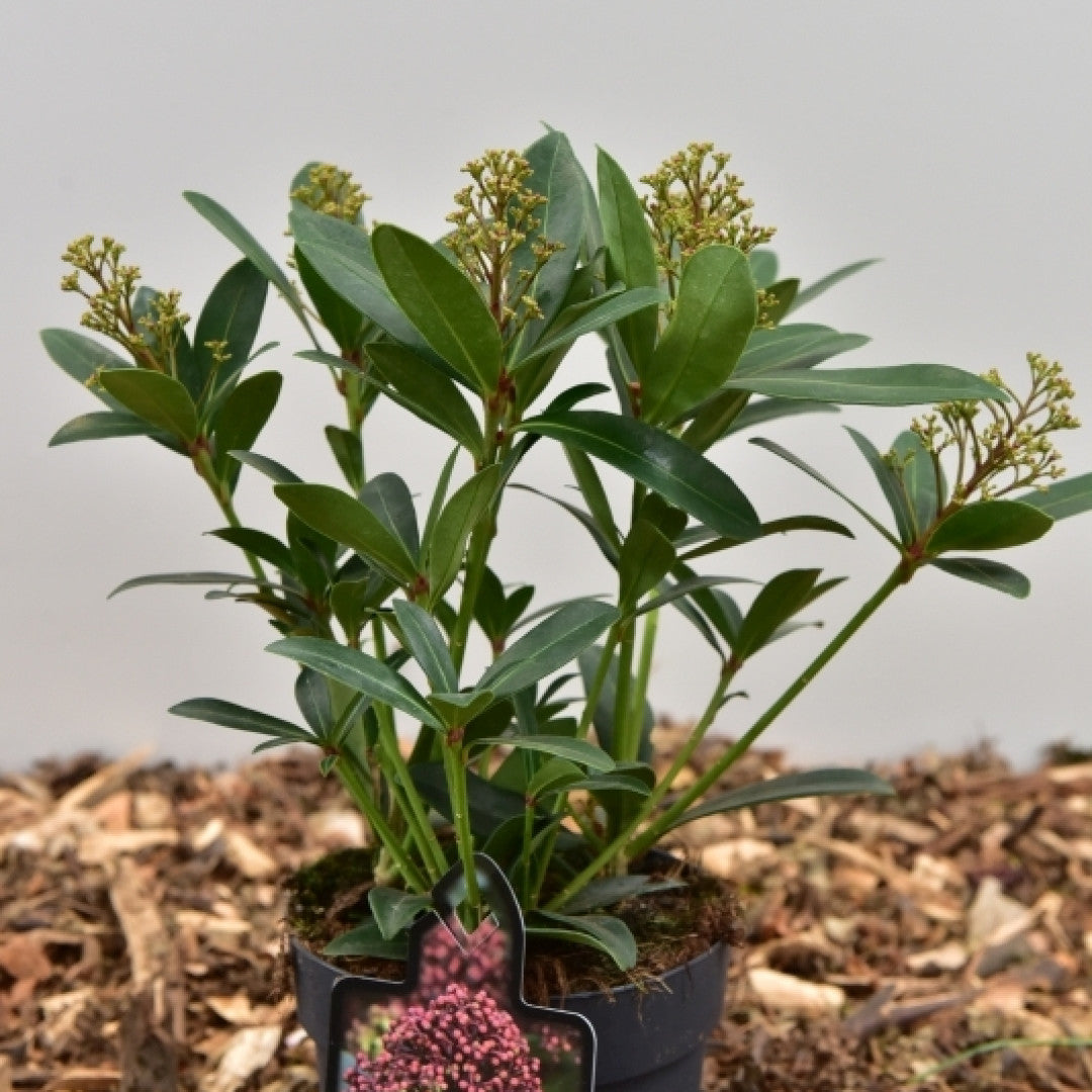 Skimmia japonica 'Rubesta'
