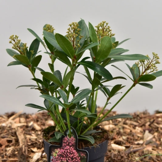 Skimmia japonica 'Rubesta'