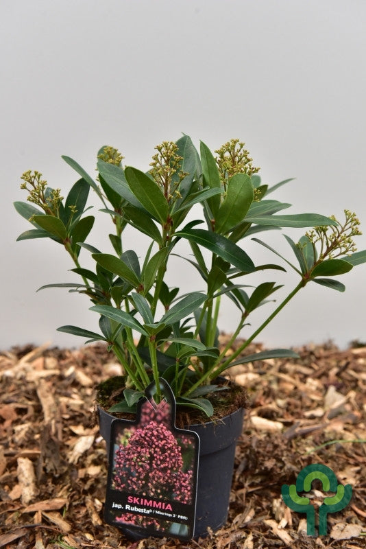 Skimmia japonica 'Rubesta'