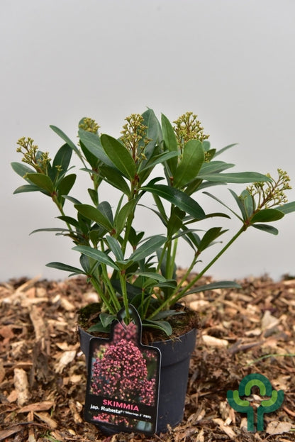 Skimmia japonica 'Rubesta'