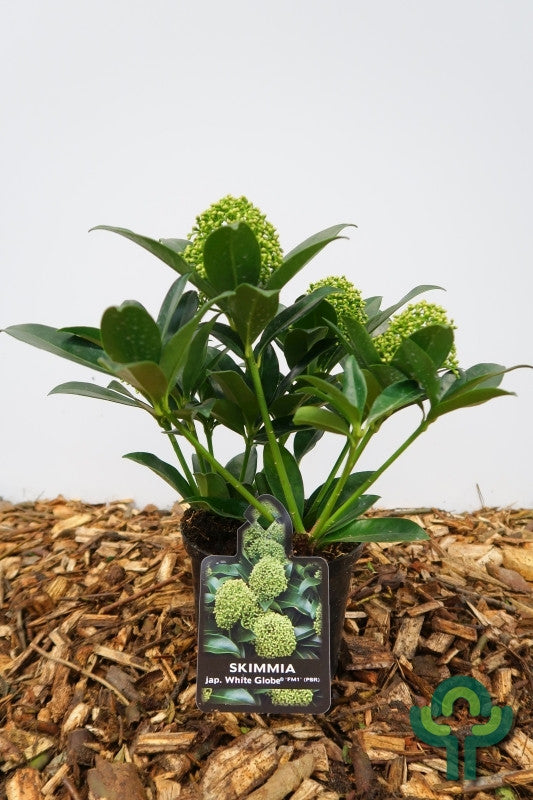 Skimmia japonica White Globe