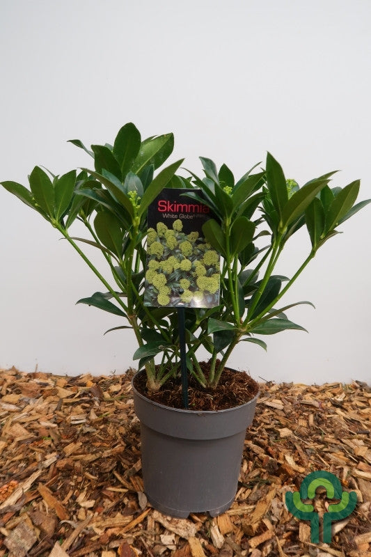 Skimmia japonica White Globe