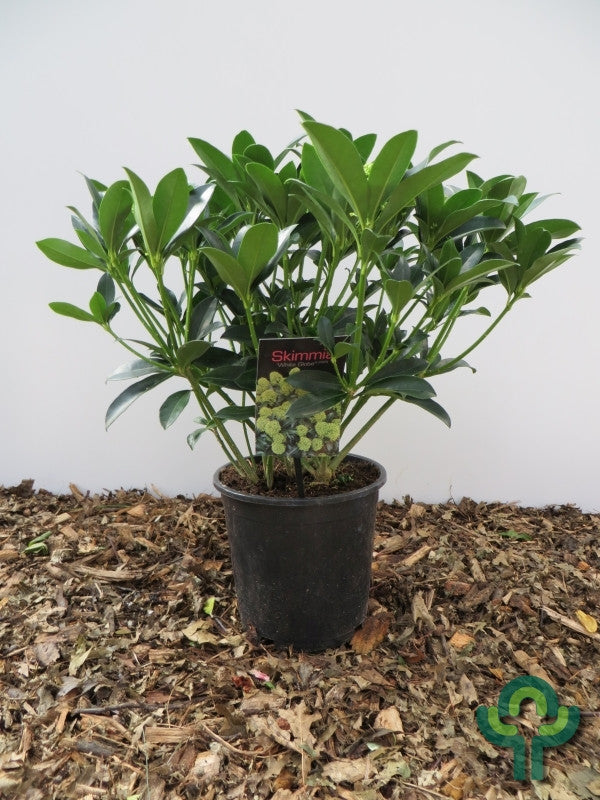 Skimmia japonica White Globe