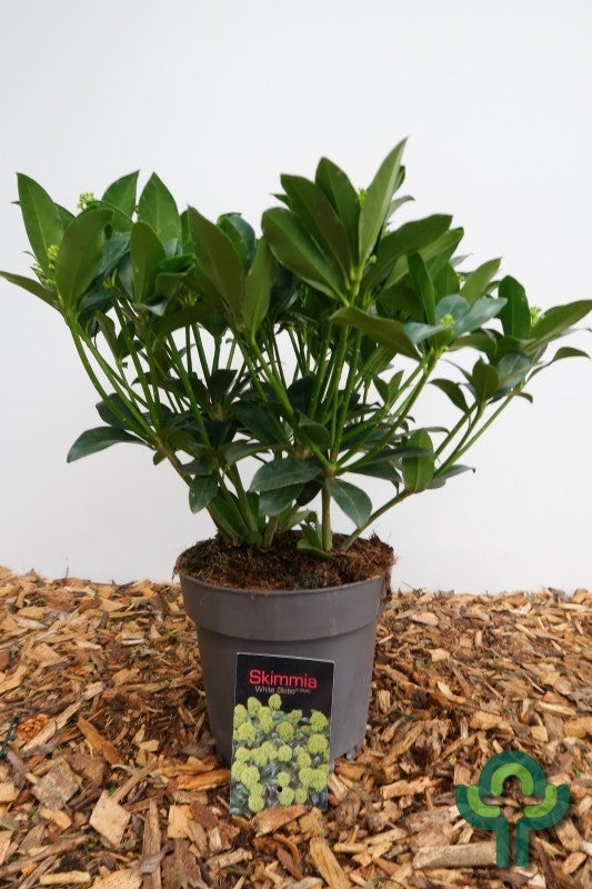 Skimmia japonica White Globe