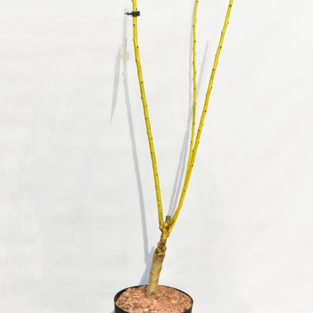 Sophora japonica 'Flavi-rameus'