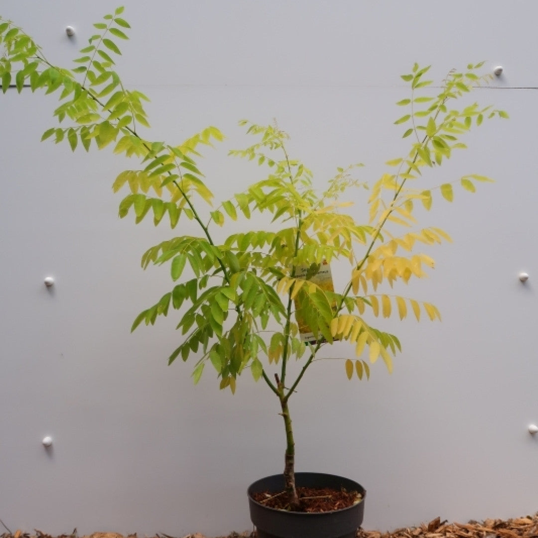 Sophora japonica 'Flavi-rameus'