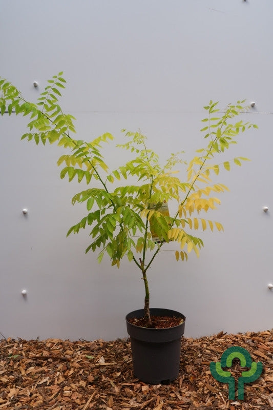 Sophora japonica 'Flavi-rameus'