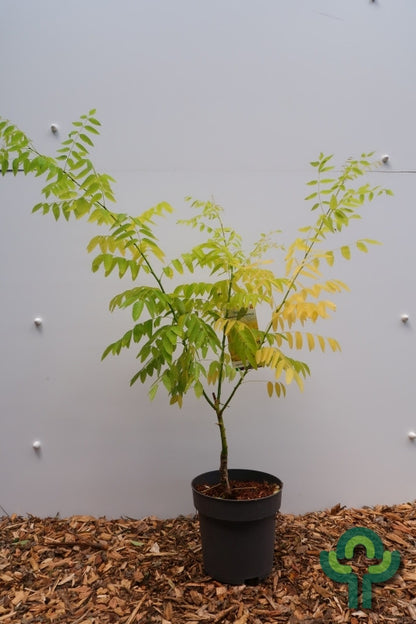 Sophora japonica 'Flavi-rameus'